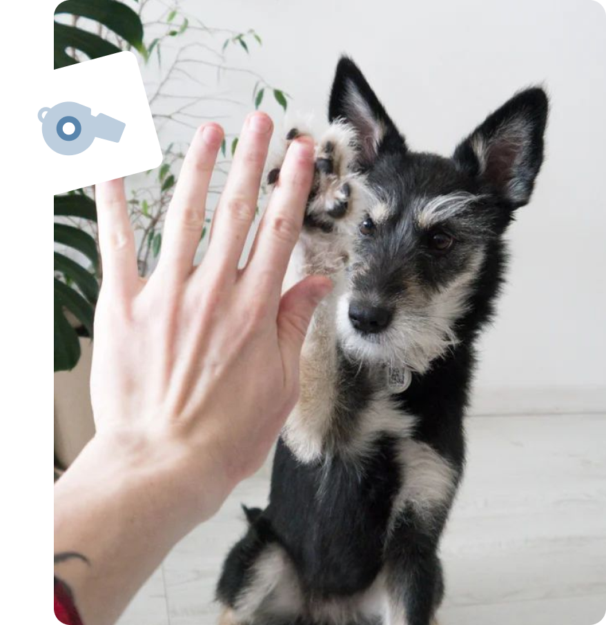 Coaching-dierenarts-traject
